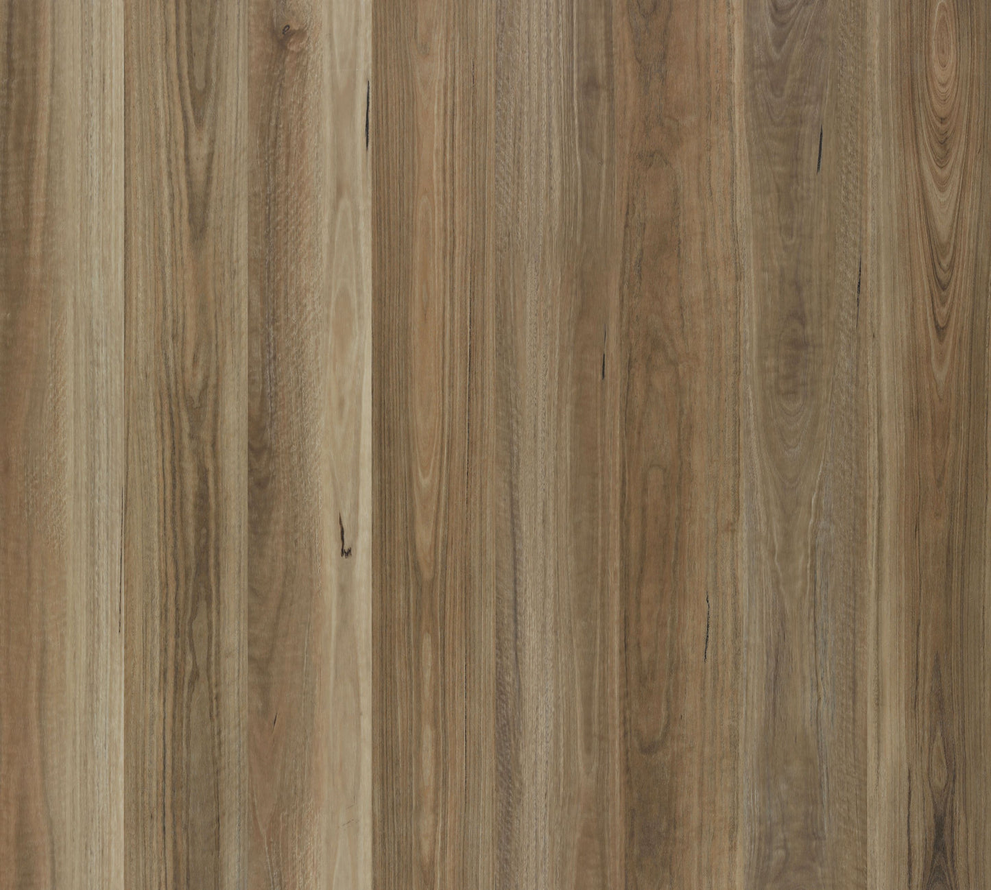 Spotted Gum 1707