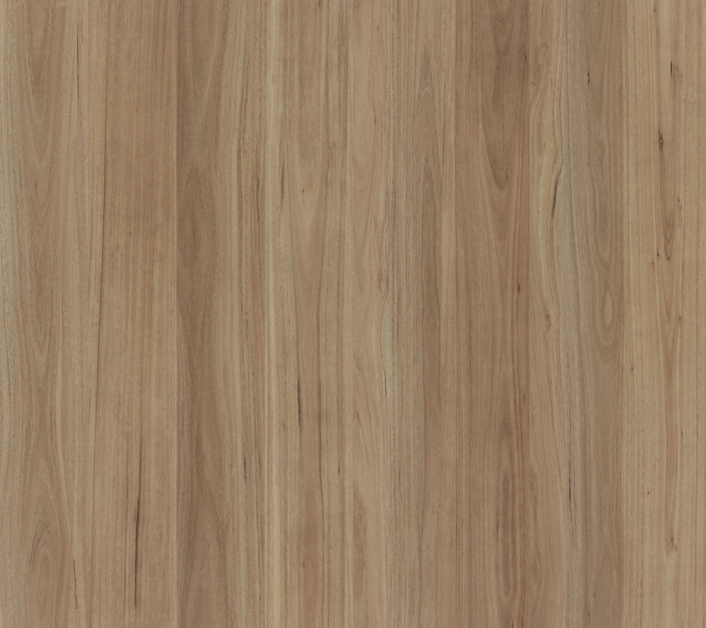 Blackbutt 1708