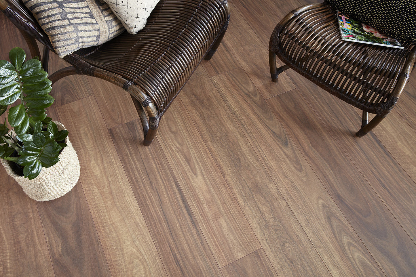 Spotted Gum